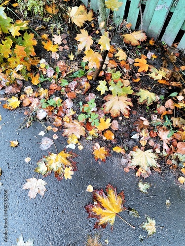 autumn leaves on the ground