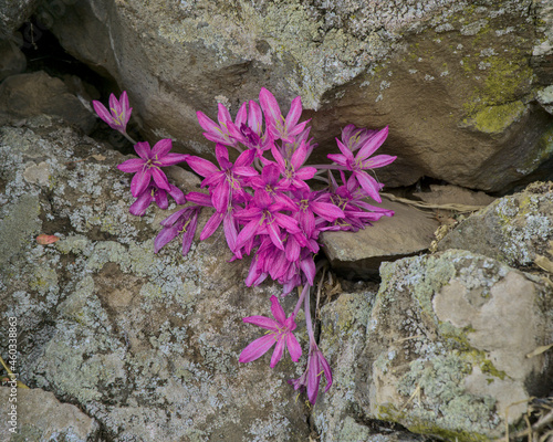 A close up view of fresh and colorful pink Naked ladies (Colchicum) flowers between lichen on granite rocks, Alonei Habashan, Golan Heights