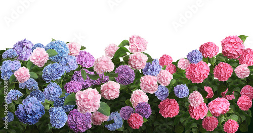 Vászonkép Many different beautiful hortensia flowers on white background