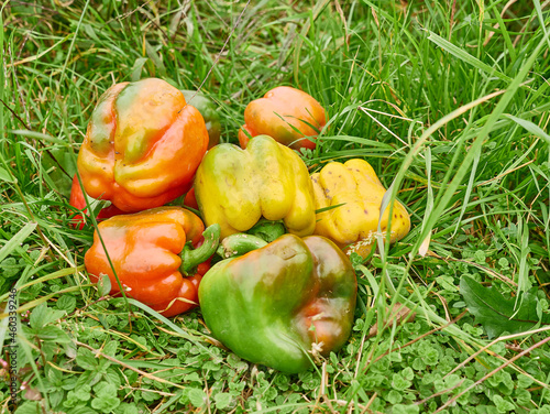 Red, yellow and green peppers lie on the grass. Pepper harvest.