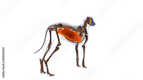 Obliquus Externus Abdominis muscle Dog muscle Anatomy For Medical Concept 3D