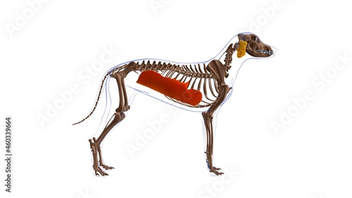 Fototapeta Naklejka Na Ścianę i Meble -  Obliquus Externus Abdominis muscle Dog muscle Anatomy For Medical Concept 3D