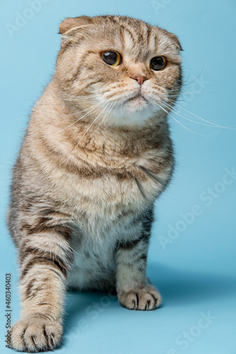 Agitated Scottish Fold cat looks concerned and attentively. Studio, blue background. 