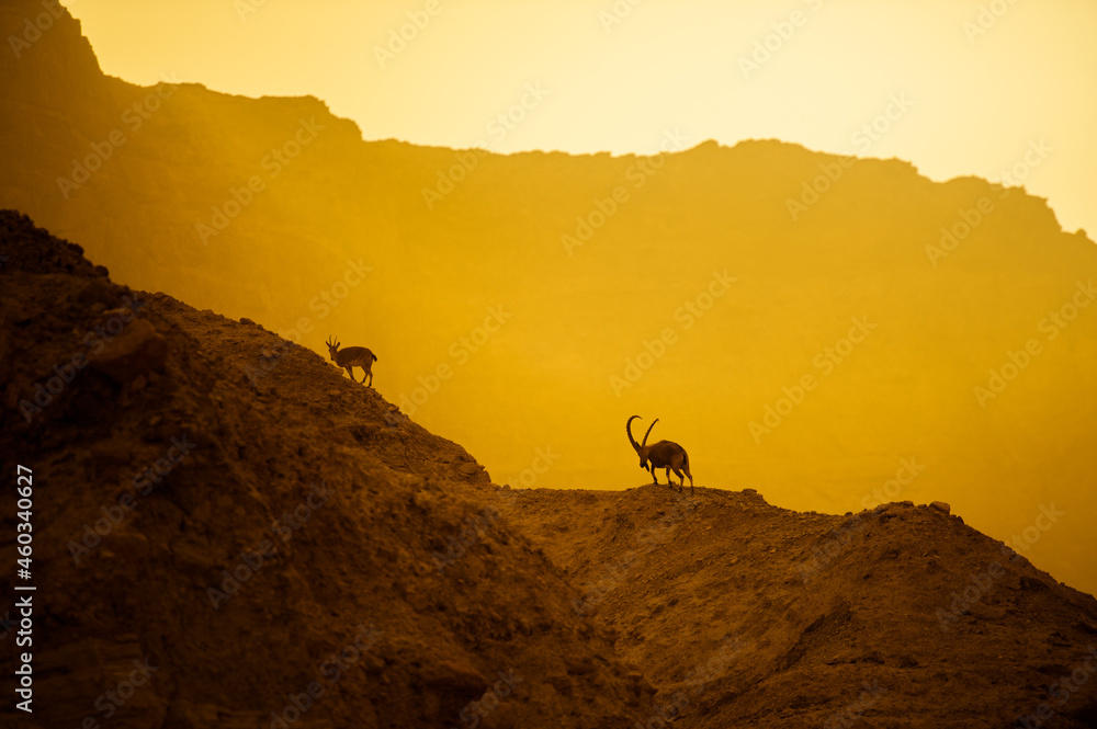 A mountain goat on the slopes of a mountain in the Israeli desert
