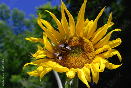 bee on sunflower #460341007