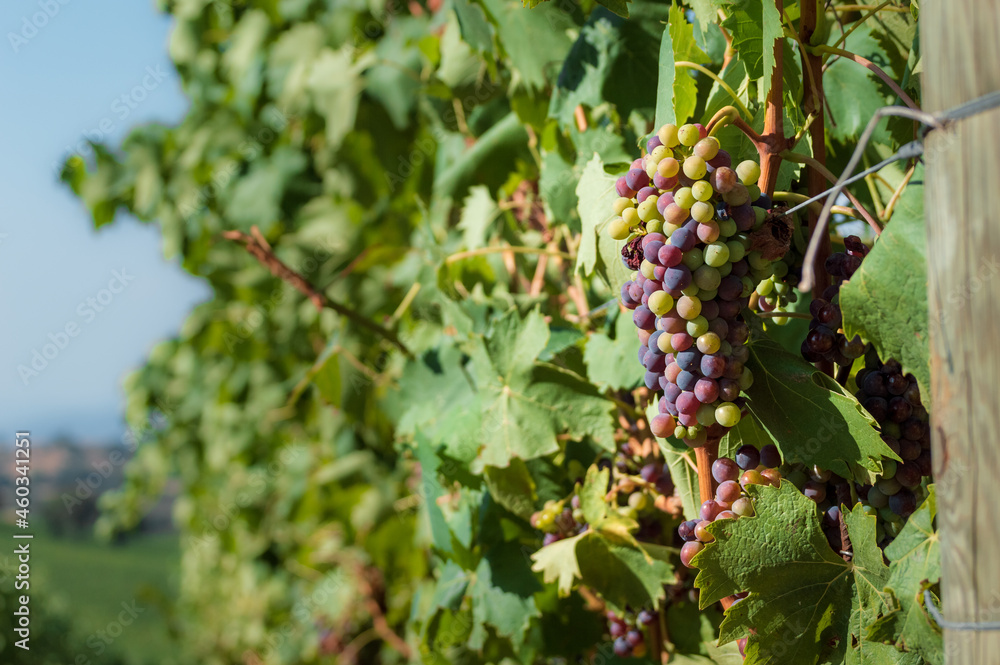 Close up of a bunch of grapes on a vine in the Tuscan countryside