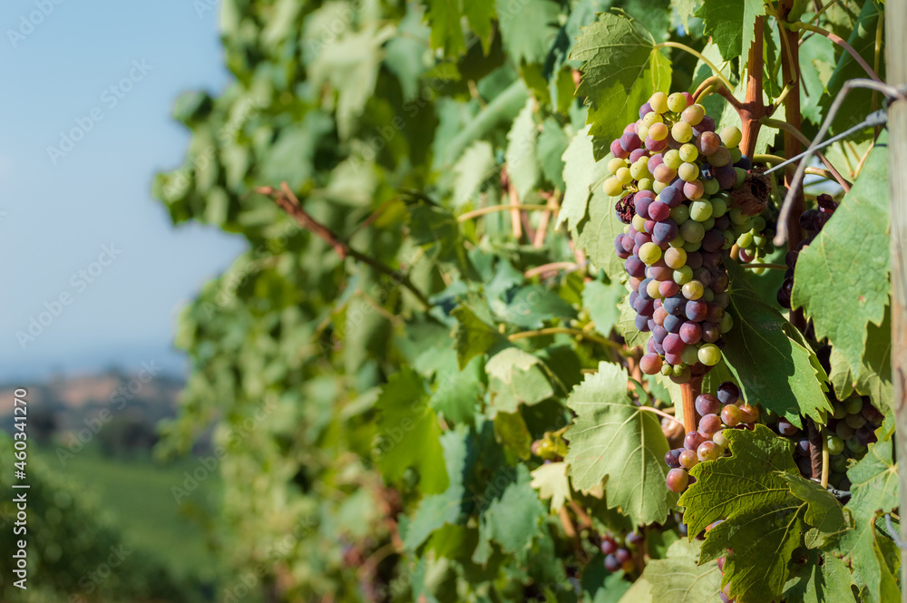 Close up of a bunch of grapes on a vine in the Tuscan countryside Close up of a bunch of grapes on a vine in the Tuscan countryside