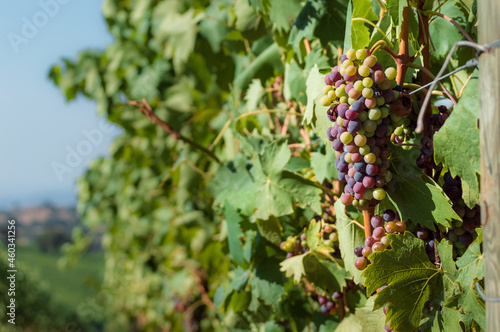 Close up of a bunch of grapes on a vine in the Tuscan countryside