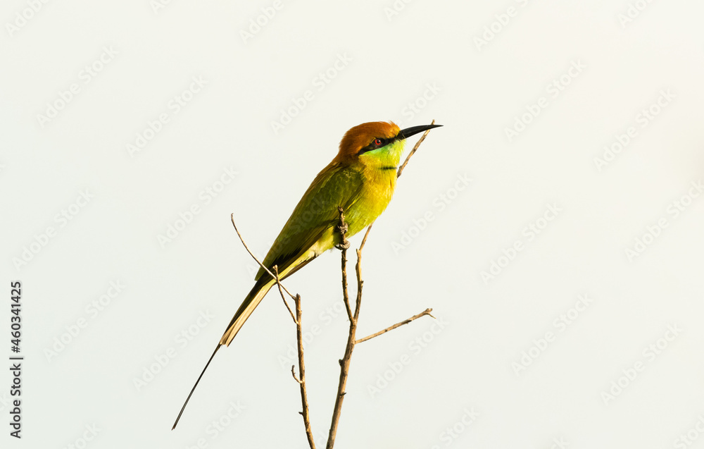 Green bee eater on the branch tree.Little bird isolated on white background.Nature wildlife image on the outdoor park. Green bee eater on the branch tree.Little bird isolated on white background.Nature wildlife image on the outdoor park.