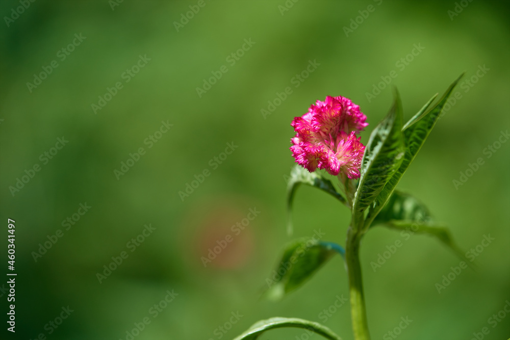 Flor de día de muertos rosa