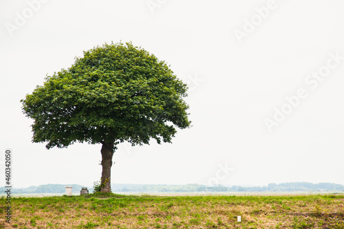 Arbre seul    gauche 