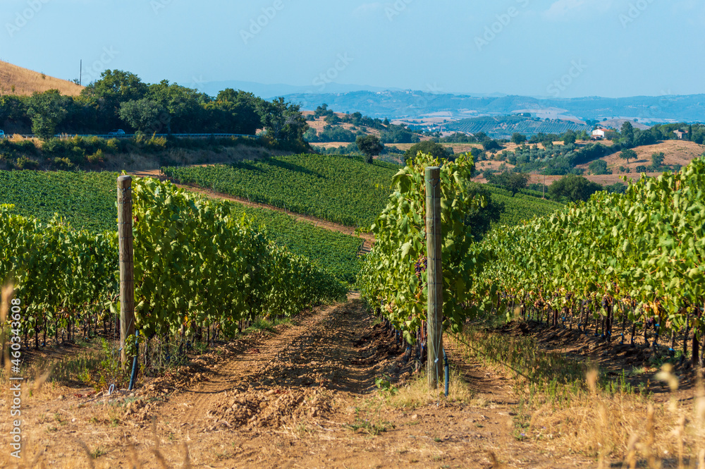 Vineyards agricultural field in Tuscany farmlands in Italy