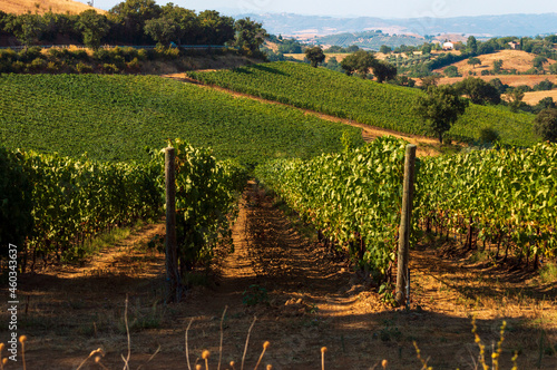 Vineyards agricultural field in Tuscany farmlands in Italy