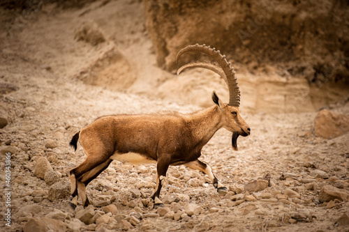 A mountain goat on the slopes of a mountain in the Israeli desert