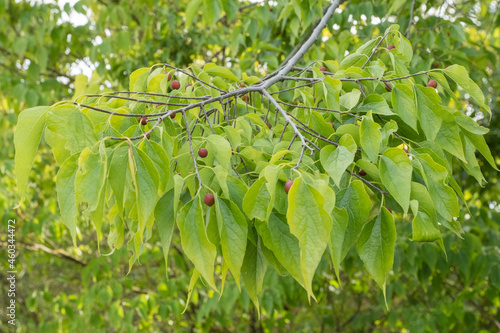 Celtis occidentalis Amerikanischer Zürgelbaum Zweig mit Blättern und Früchten photo
