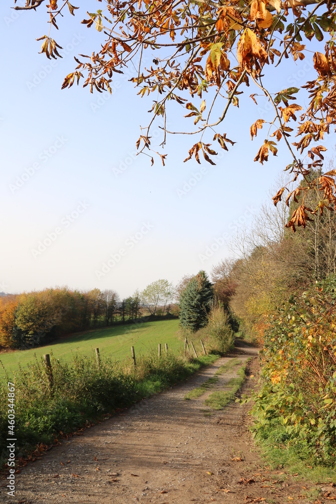 Naklejka premium Feldweg im Herbst am Waldrand