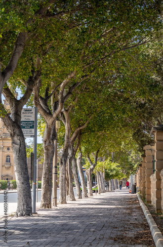 Aley Avenue with trees. Floriana Malta