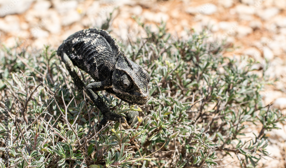Chameleon running wild Chameleon running wild