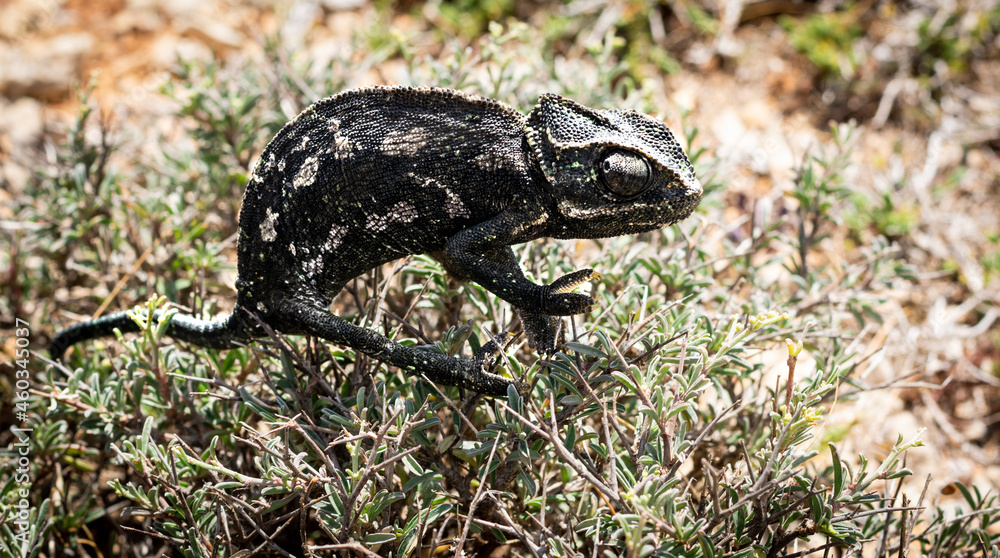 Fototapeta premium Chameleon running wild 