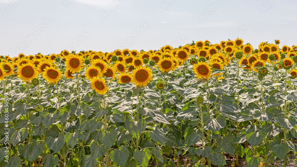 Obraz premium Sunflower Field