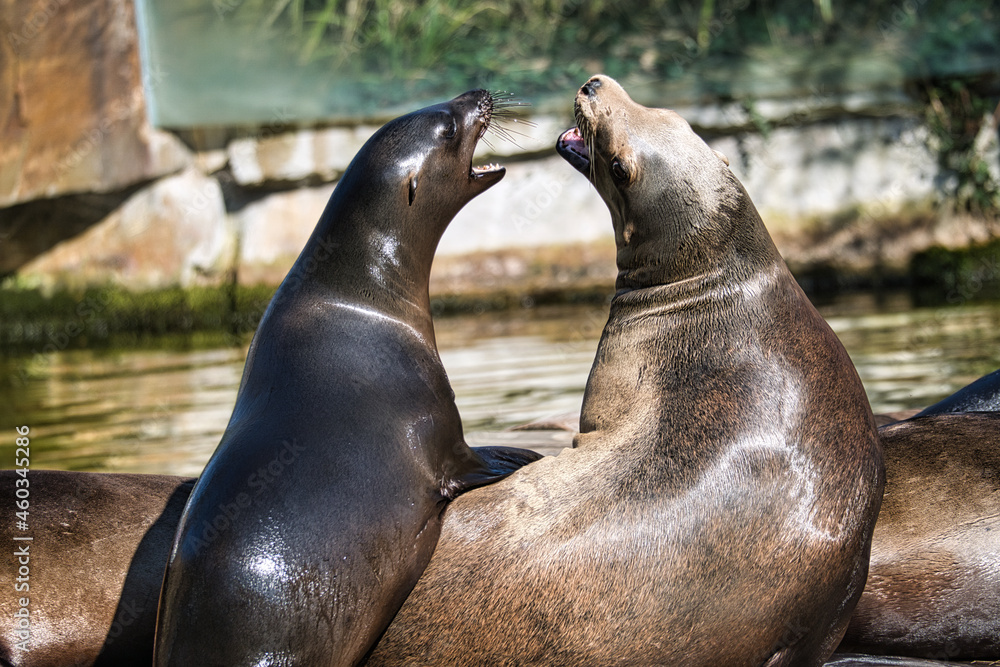 Naklejka premium sea seal at the berlin zoo