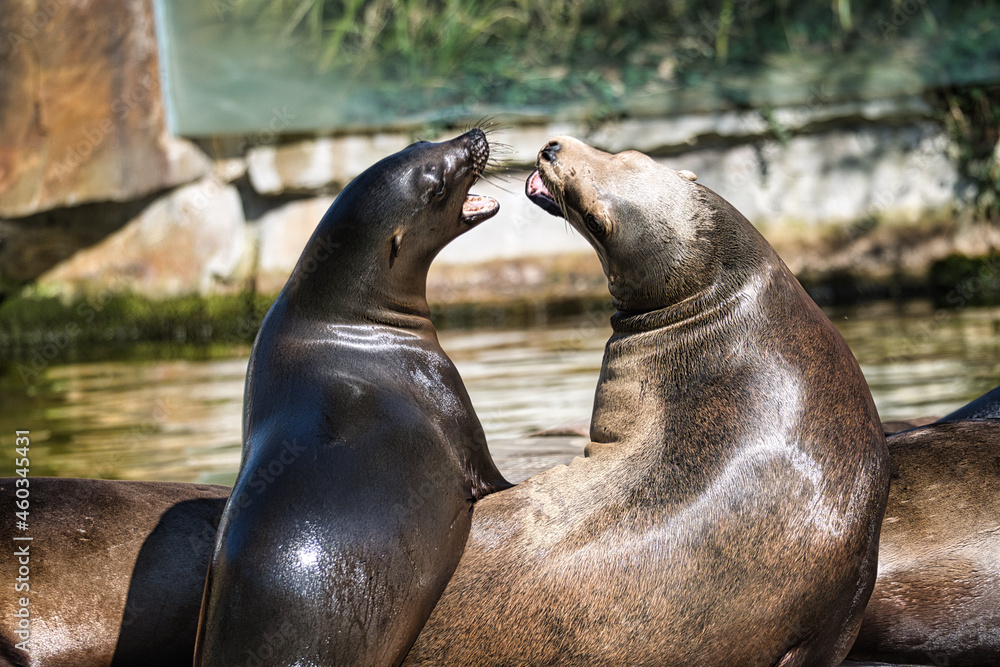 Obraz premium sea seal at the berlin zoo