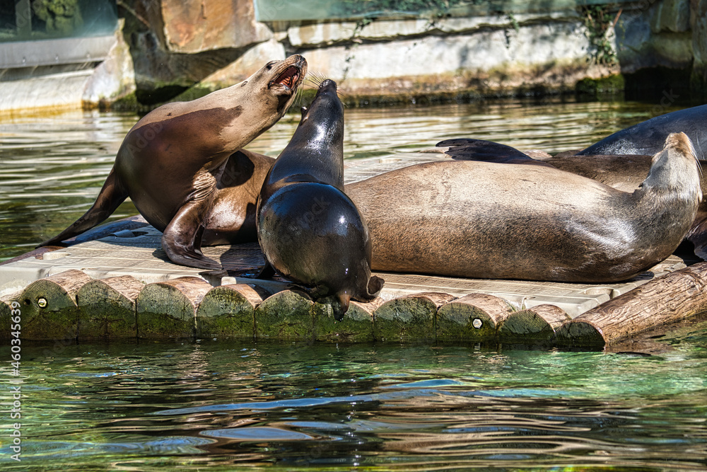 Fototapeta premium sea seal at the berlin zoo