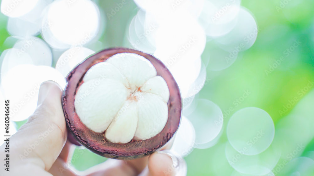 Fresh ripe mangosteen fruit from the garden with natural background Thailand Fresh ripe mangosteen fruit from the garden with natural background Thailand