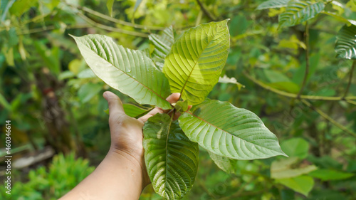 The tropical Kratom tree (Mitragyna speciosa). The leaves of the tree are a mild stimulant, and were traditionally chewed by farmers and labourers needing a boost or some light pain relief.
