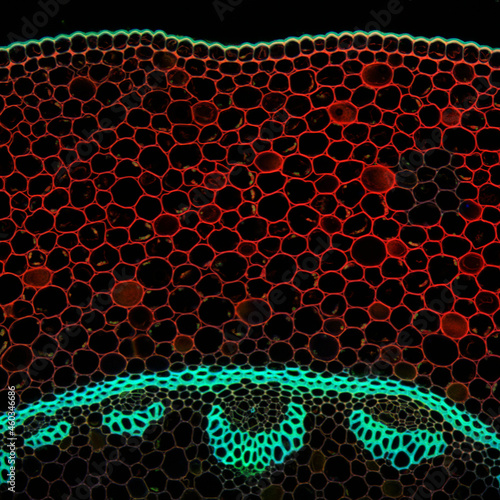 Convallaria plant microscopic sample, fluorescence signal observed with confocal laser scanning microscopy