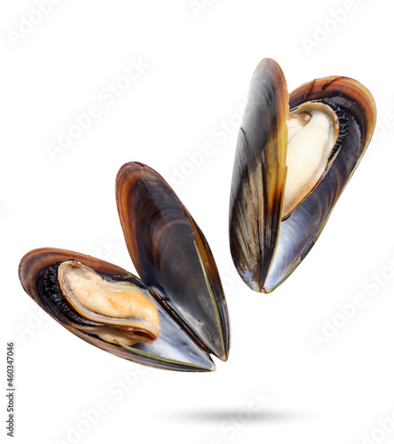Mussels in shells falling on a white background, mussels levitating. Isolated