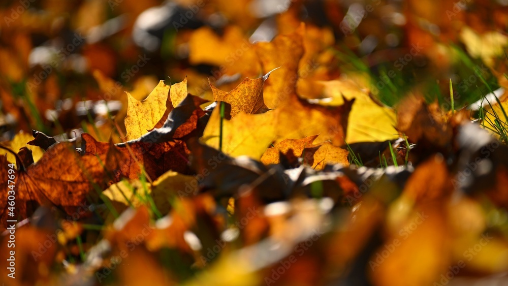 Autumn background. Beautiful colorful leaves in nature with the sun. Seasonal concept outdoors in autumn park. Autumn background. Beautiful colorful leaves in nature with the sun. Seasonal concept outdoors in autumn park.