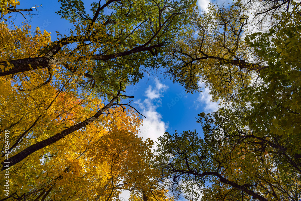 Bottom view of the blue sky with clouds, yellow-green trees maple, oak, linden Bottom view of the blue sky with clouds, yellow-green trees maple, oak, linden