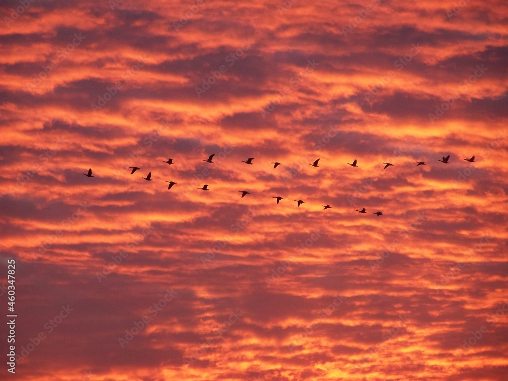 Goose Sunset