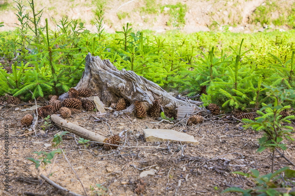 Planted young small Christmas trees in the mountains. Plantation of young Christmas trees. Stump and cones in the mountains. Planted young small Christmas trees in the mountains. Plantation of young Christmas trees. Stump and cones in the mountains.