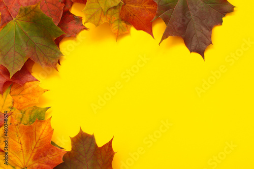 colourful maple leaves on yellow background