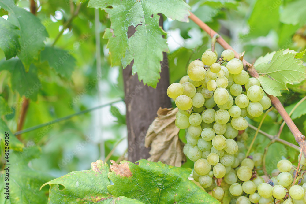 White fresh grape farm harvest in rural country field White fresh grape farm harvest in rural country field