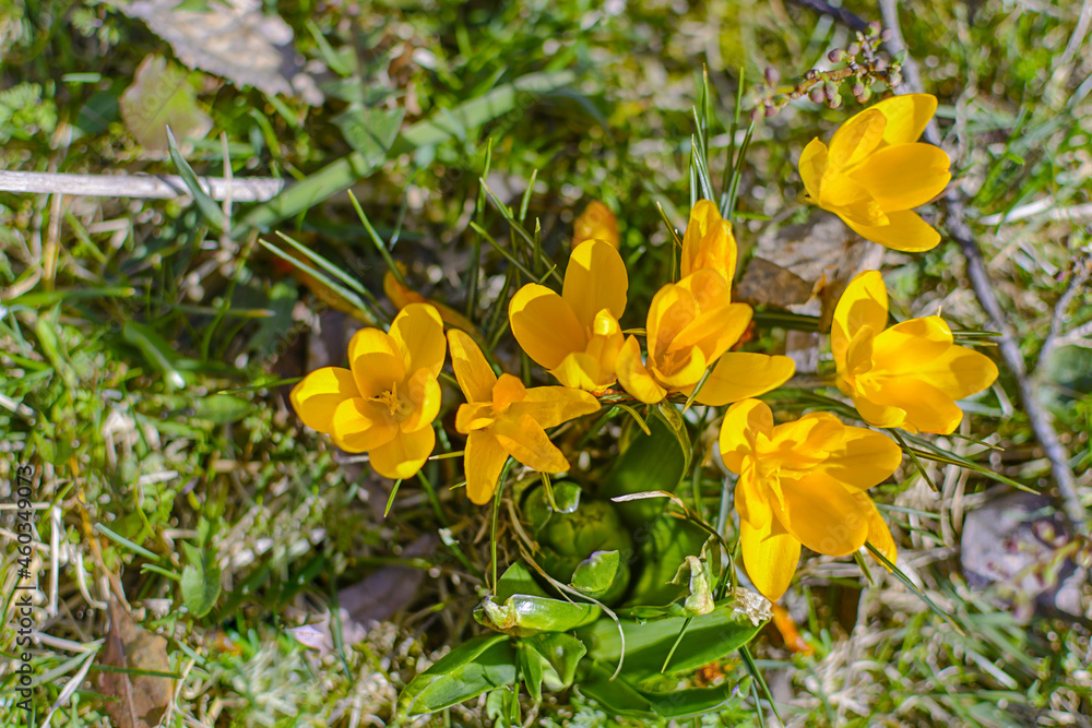 Fototapeta premium Yellow lily in the garden on green grass