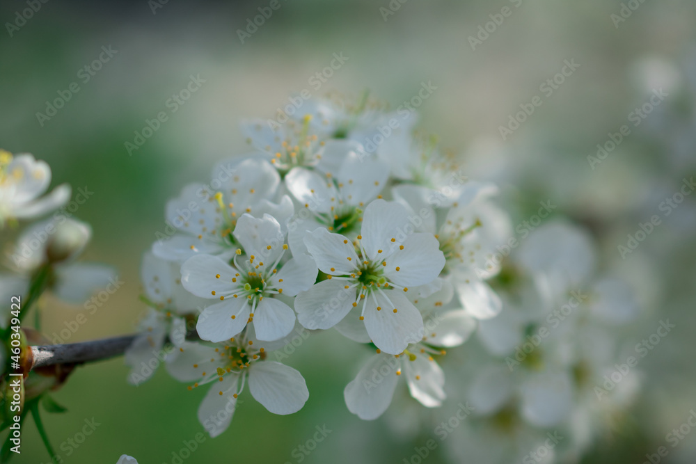 Obraz premium bee on apple blossom