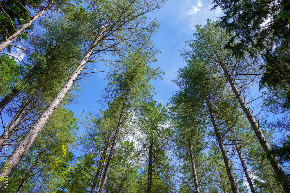 Fototapeta premium Looking up at tall pine trees with blue sky