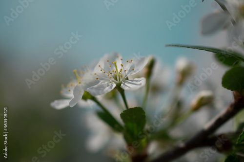 white flower in the garden