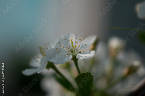 close up of a white flower