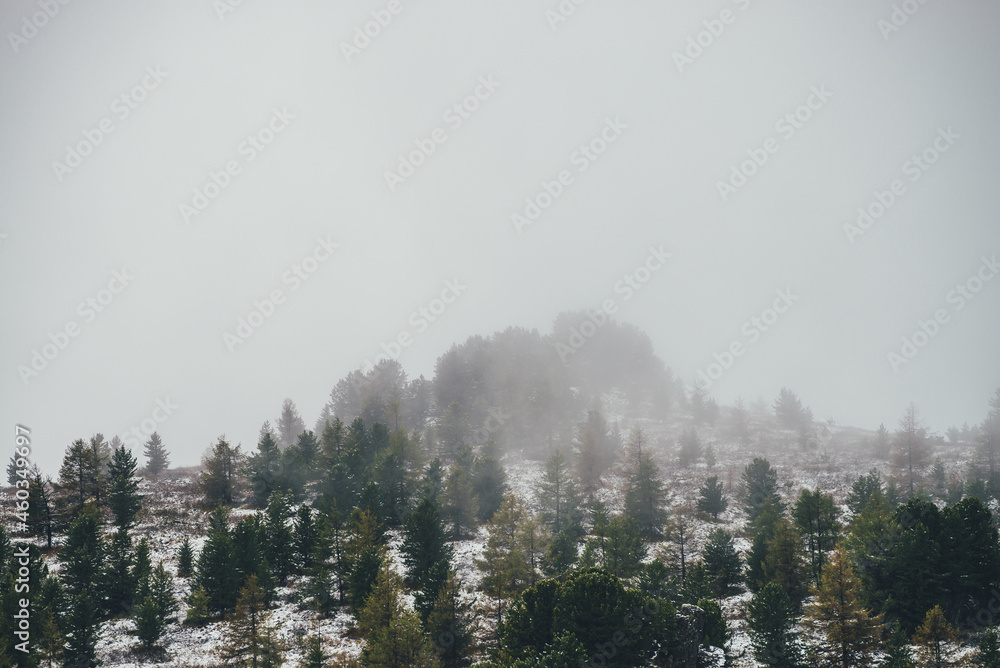 Scenic mountain landscape with sharp rocks on snowy hill with coniferous trees. Rocky pointy peak with trees on mountain top with forest in snow. Green spruces and yellow larches in autumn in snowfall