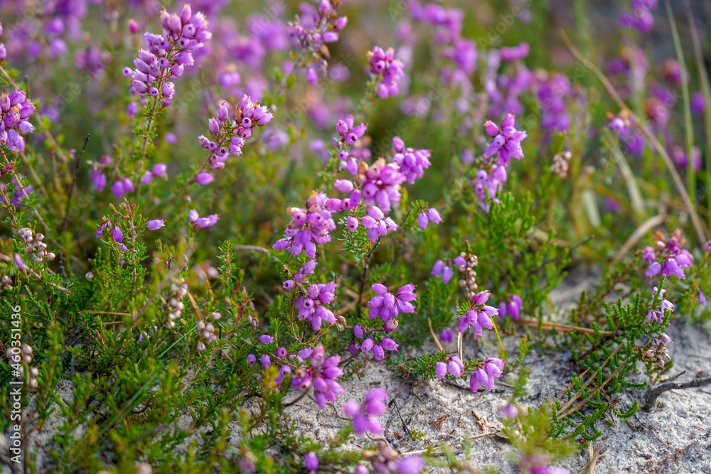 Obraz premium Close up of purple heather