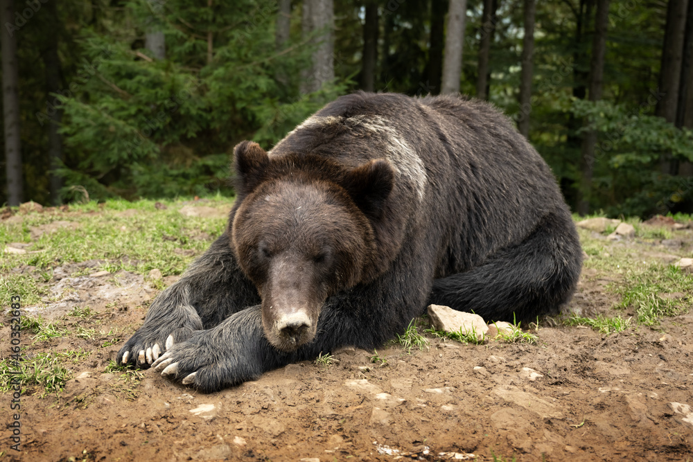Fototapeta premium Sleeping brown wild bear in green summer forest. Animal photography