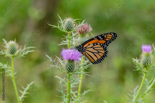 Monarch Butterfly on Thistle, Nixon Park, York County, Pennsylvania, USA © Walt