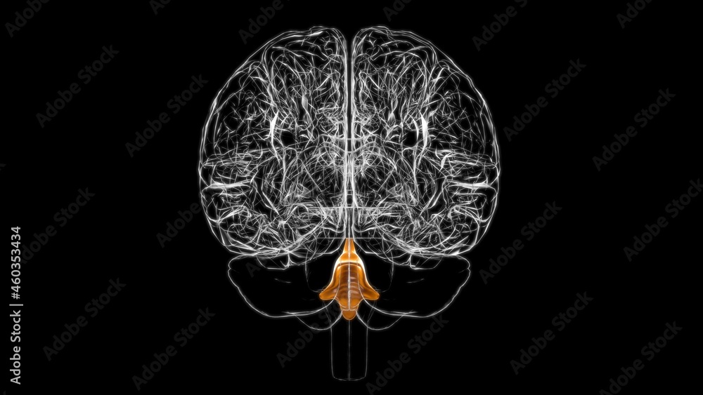 Brain Fourth Ventricles of the Brain Anatomy For Medical Concept 3D Brain Fourth Ventricles of the Brain Anatomy For Medical Concept 3D