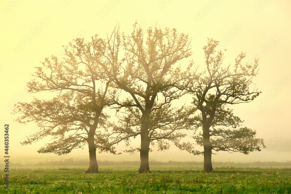 Obraz premium three trees in a field