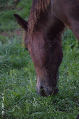 Close shot of a horse grazing