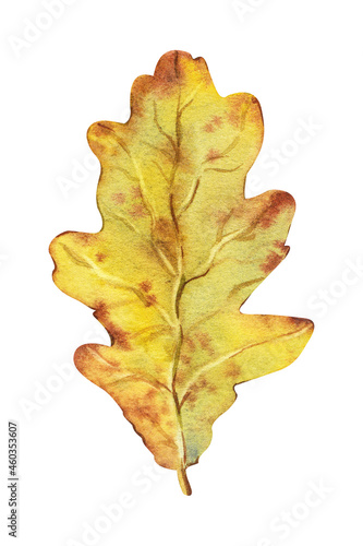 Autumn oak leaf. Watercolor illustration isolated on white background. Golden hand drawn realistic painting